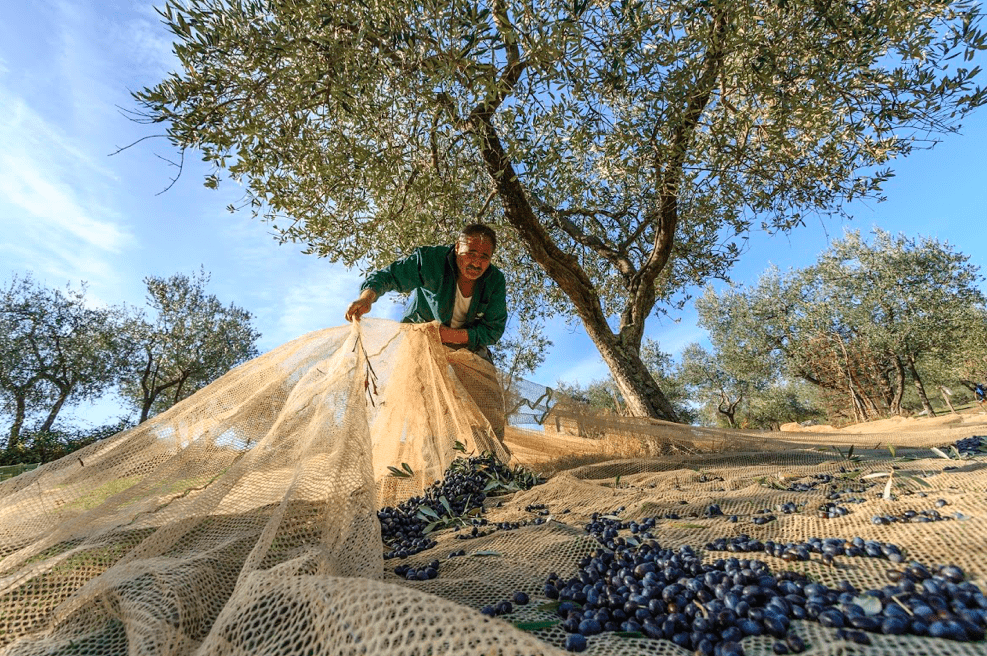 Olivenernte Toskana La Vialla 