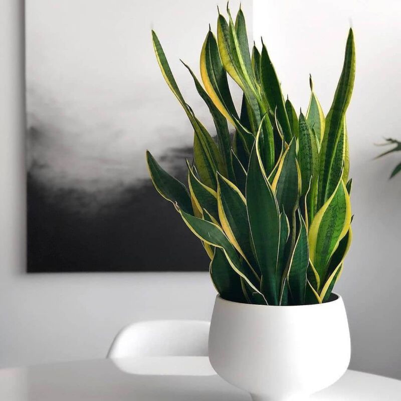 Zimmerpflanzen Dschungel Grüner Daumen Pflanzenpflege Instagram Inspiration
