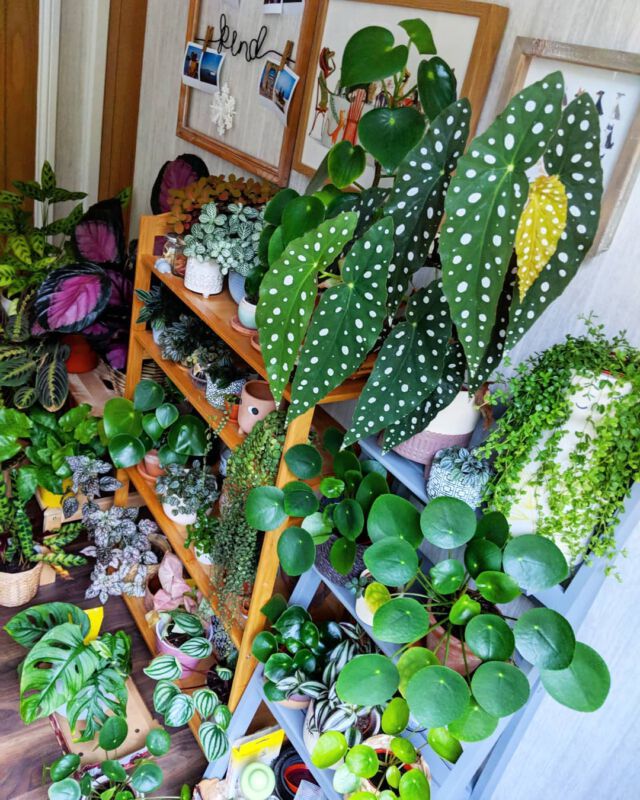 Zimmerpflanzen Dschungel Grüner Daumen Pflanzenpflege Instagram Inspiration
