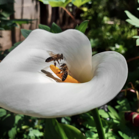 Bienen Weltbienentag